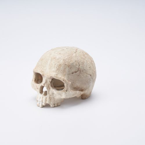 Crawling pet simulation skull hiding hole