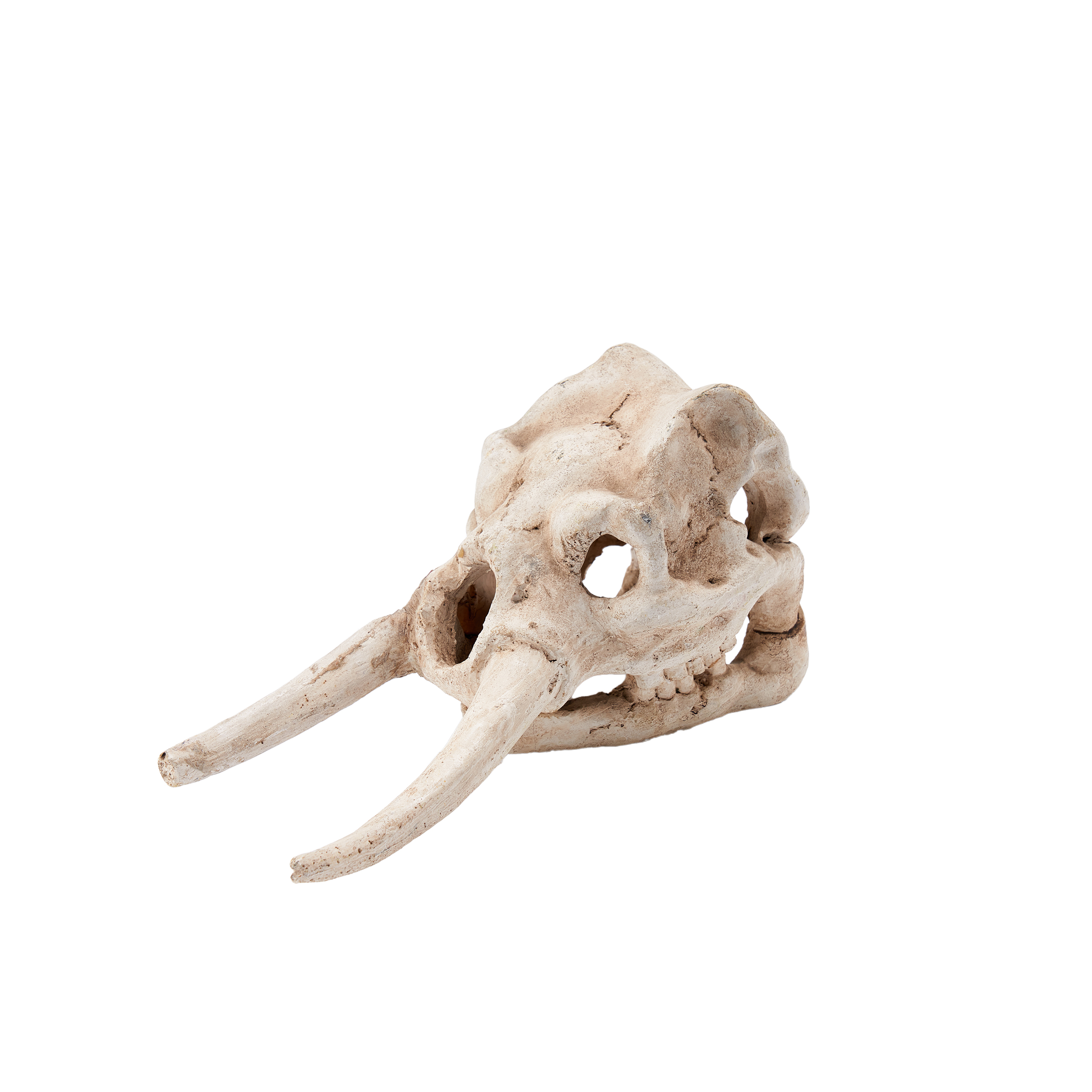 Simulated animal skull decoration design, pet hiding hole