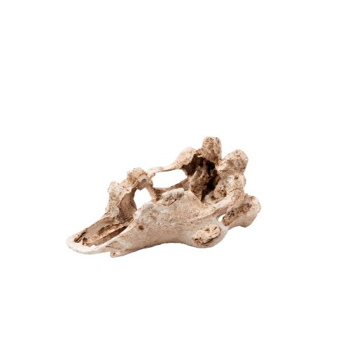 Simulated animal skull decoration design, pet hiding hole -1
